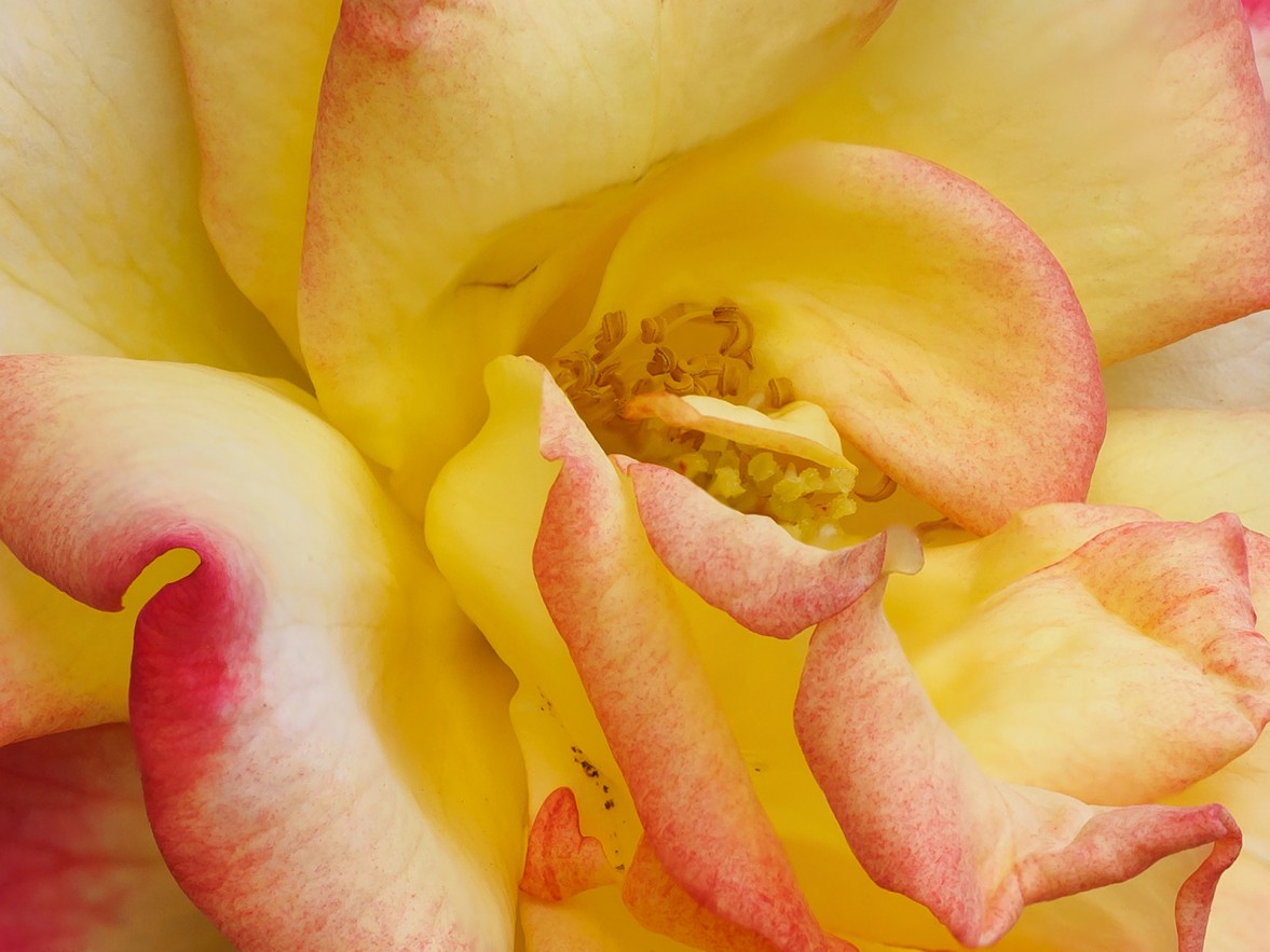 2108750371_wdeK1vYl_JS001340-crop.jpg